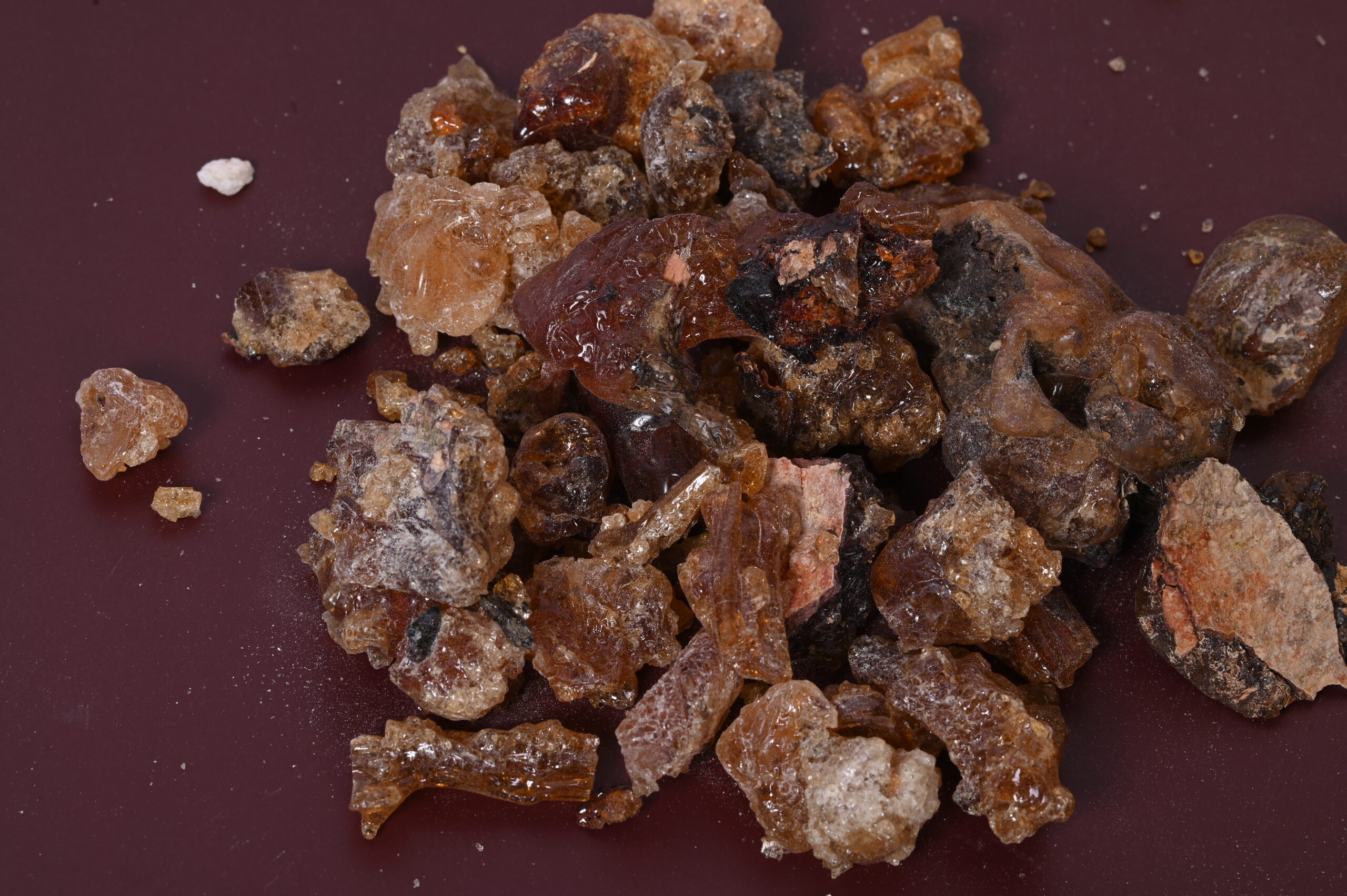 Commiphora Parvifolia - Image 3