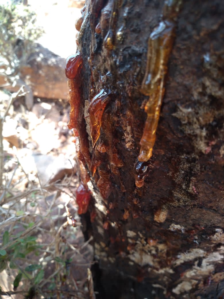 Commiphora Parvifolia - Image 5