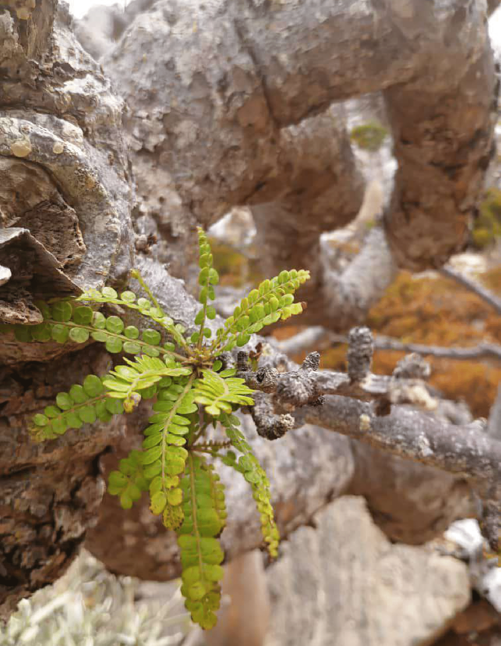 Boswellia Aspenfolia - Image 3