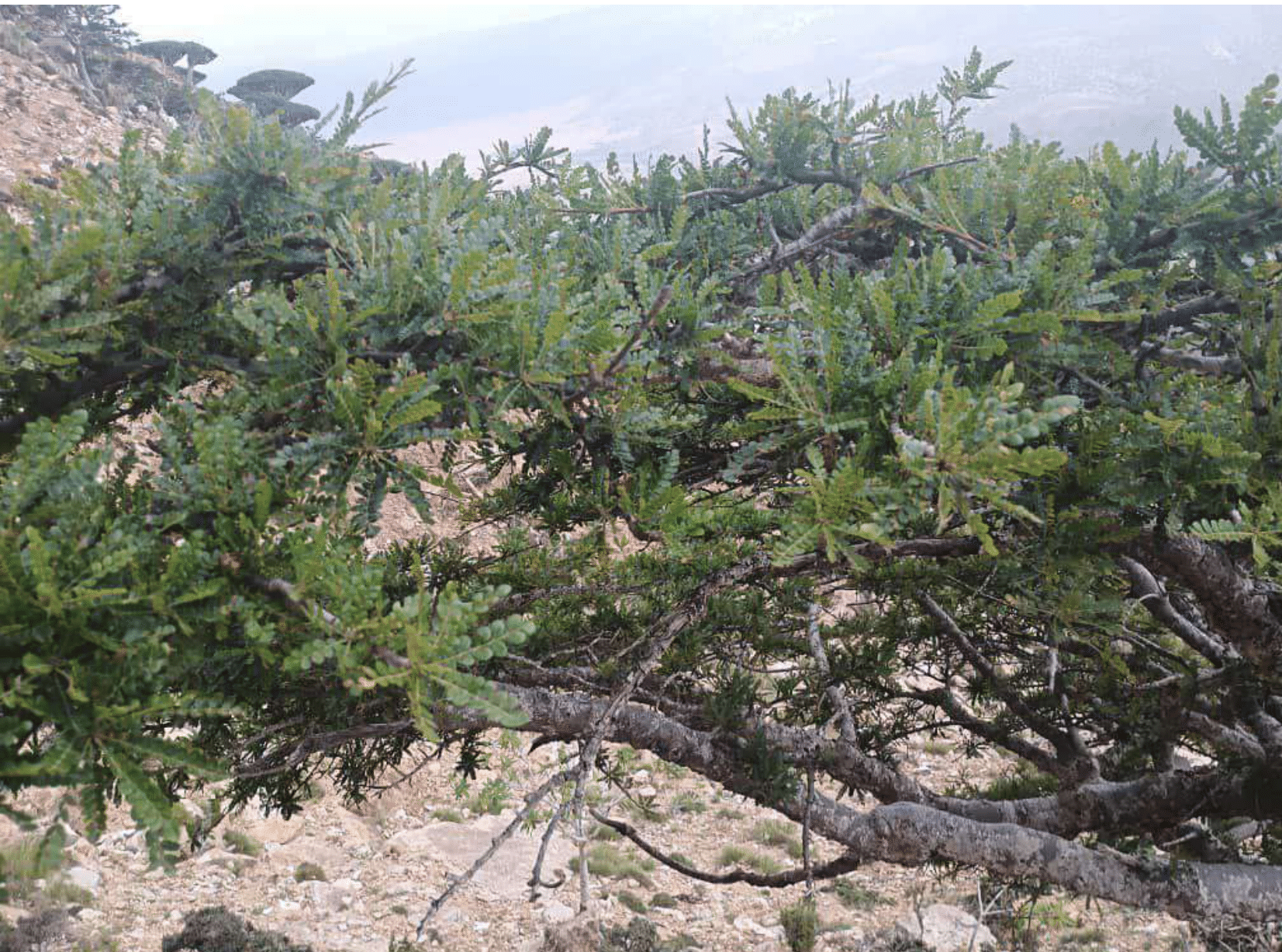 Boswellia Aspenfolia - Image 4