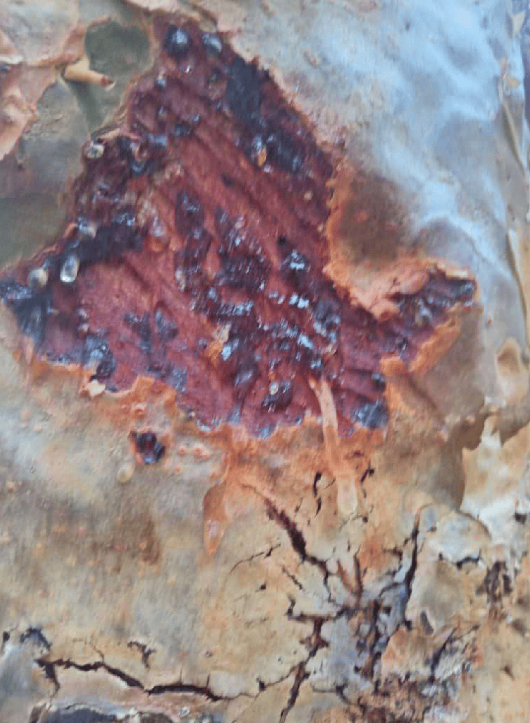 Boswellia Ameero - Image 4