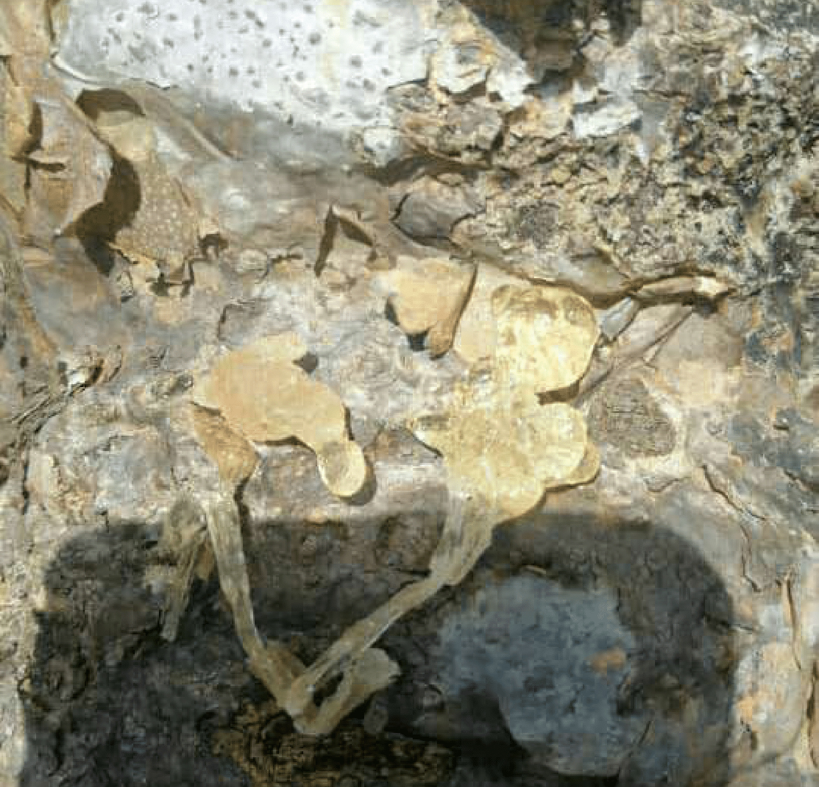 Golden Frankincense Boswellia Elongata - Image 3