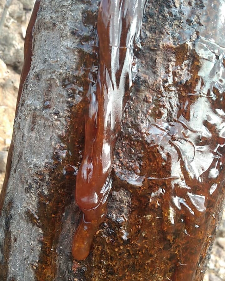 Commiphora Parvifolia - Image 4