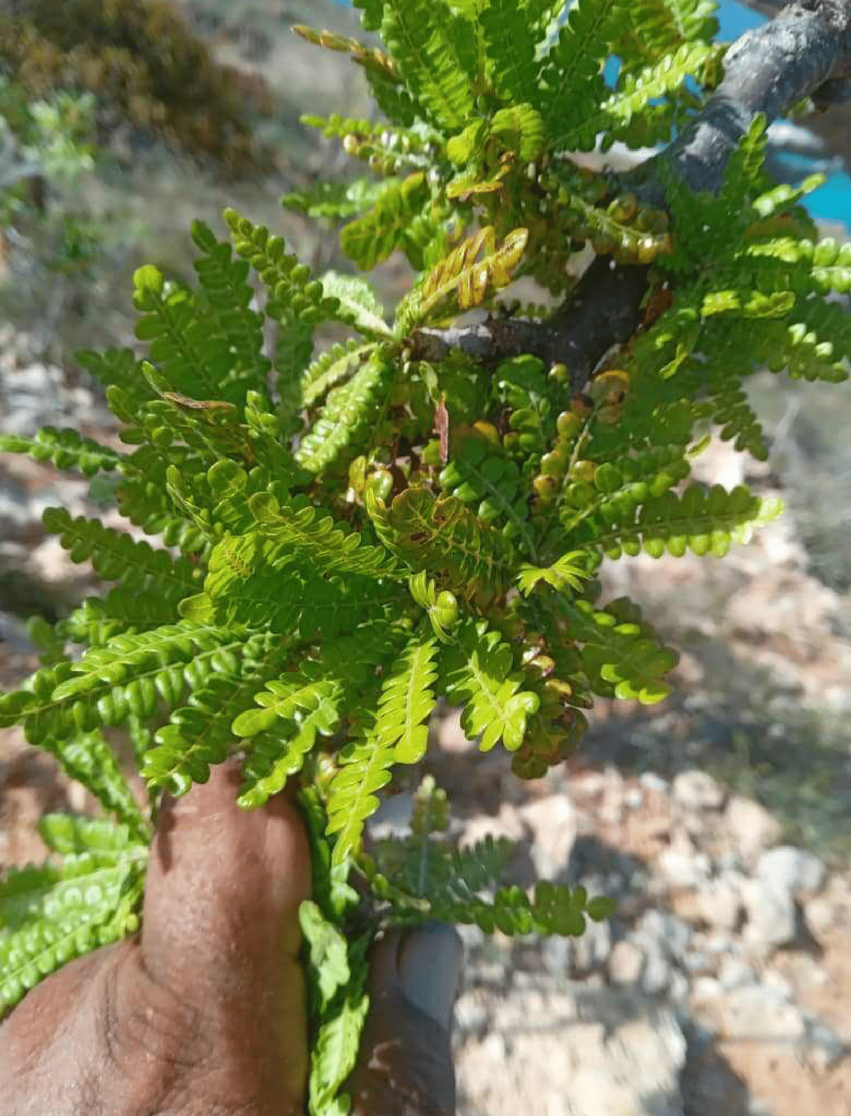 Boswellia Aspenfolia - Image 5