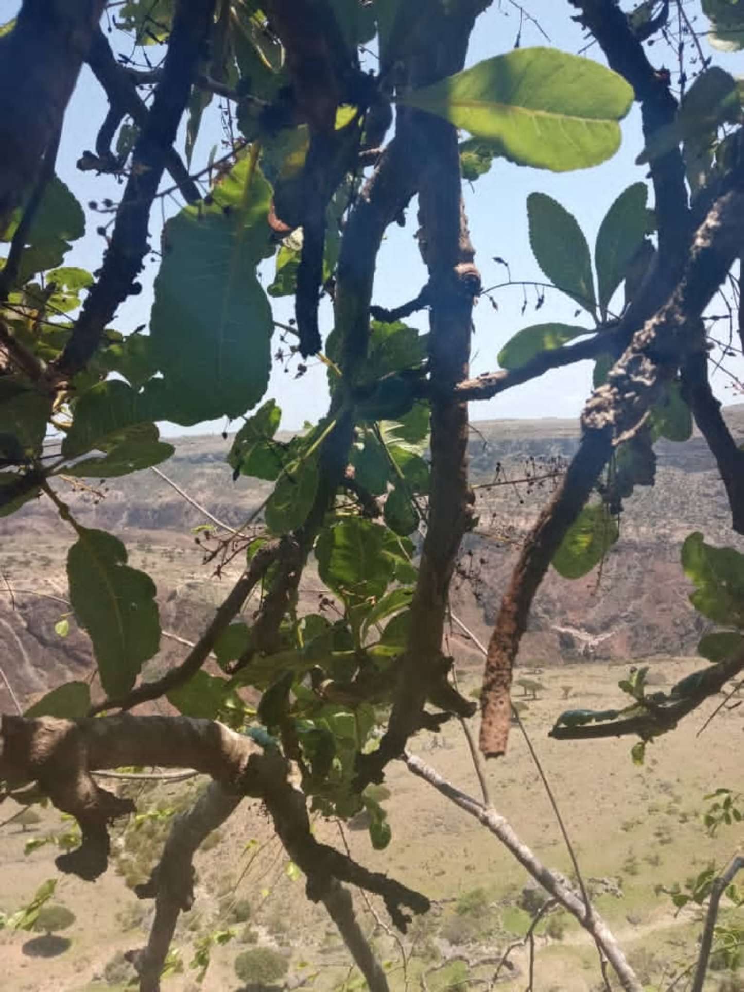 Boswellia Popoviana – Premium Wild Incense Resin