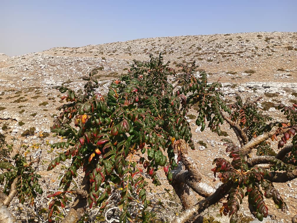 Boswellia Oropedionis