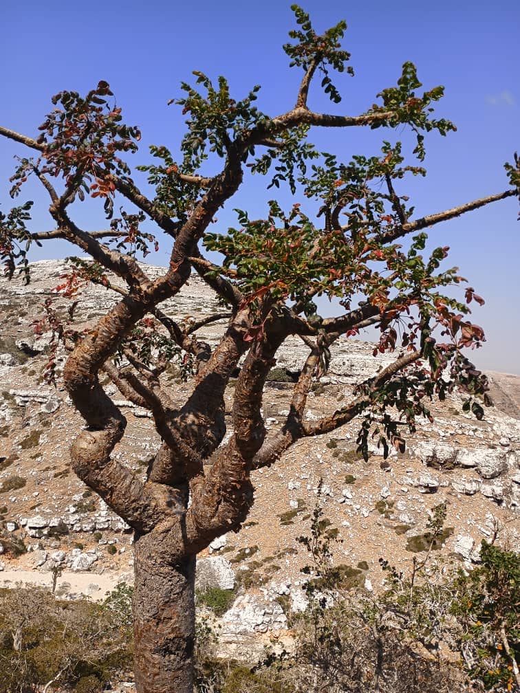 Boswellia Oropedionis