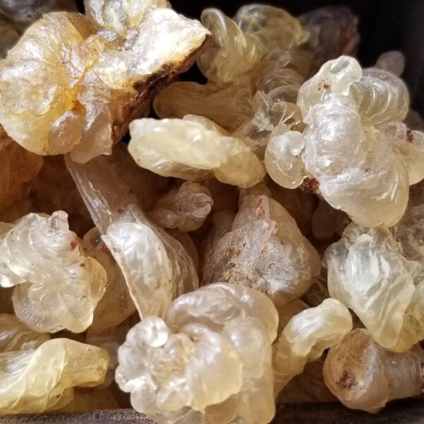 Sterculia socotrana Premium Natural Resin / Gum from Socotra